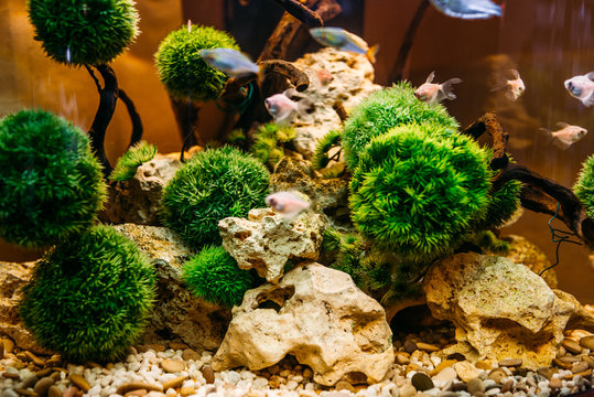 Aquarium algae, elements of flora in fishbowl