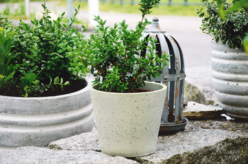 Stone garden arrangement at house entrance with green and white plants and concrete plant pots. Horizontal close up.