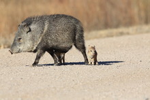 Javelina In Bosque Del Apache National Wildlife Refuge, New Mexico