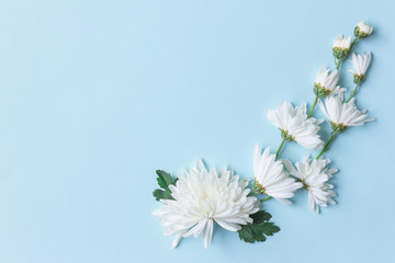 white chrysanthemum on blue background with copy space for text in top view