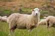 Cute sheep portrait, staring at a photographer, grazing in a green farm in New Zealand