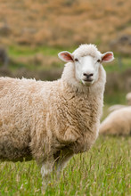 Cute Sheep Portrait, Staring At A Photographer, Grazing In A Green Farm In New Zealand