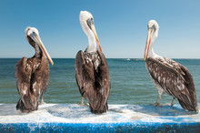 Three Pelicans Looking At The Camera While Taking A Rest In Front Of The Sea