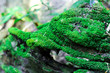 Green moss on the dead tree root