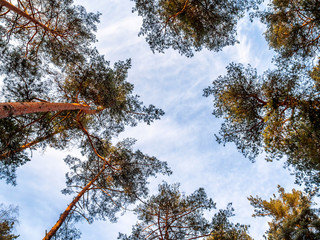 Looking up bottom up view pine trees crowns branches in winter woods or forest