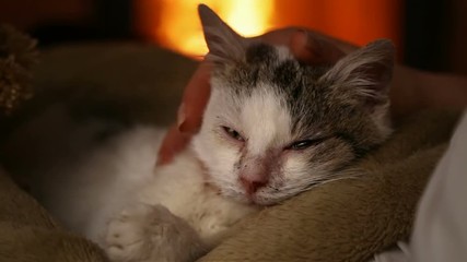 Wall Mural - Cute rescue kitten enjoys petting in new owner lap - safety and warmth, slow camera move