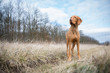 Hungarian pointer dog in winter field
