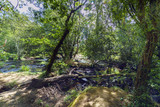 Fototapeta Perspektywa 3d - Mountain river called Anllons with the riverbed full of pines and fallen trees seen from a shore. With banks covered with oaks, typically Atlantic forest in Galicia, Spain
