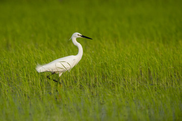 Intermediate Egret , white bird on green field rield