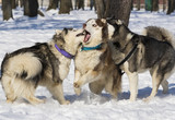 Fototapeta Psy - Siberian husky dogs for a walk in the winter park. 