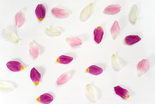 Top View Of Tulip Petals On White Background
