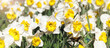 two-tone daffodils