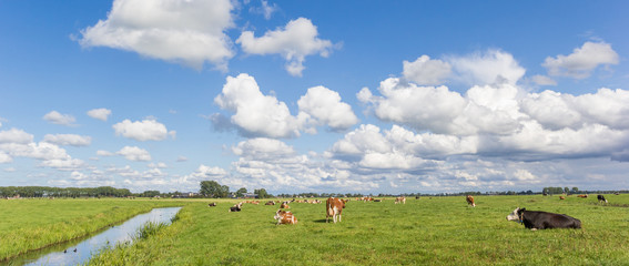 Wall Mural - Panorama of a dutch landscape with cows near Groningen