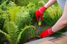 Photo Of Gloved Woman Hands With Tool Removing Weed From Soil