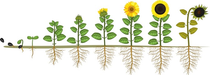 Poster - Sunflower life cycle. Growth stages from seed to flowering and fruit-bearing plant with root system