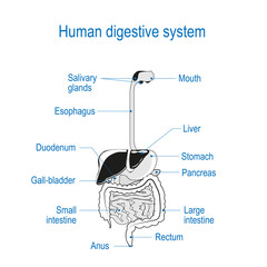 Wall Mural - human digestive system.