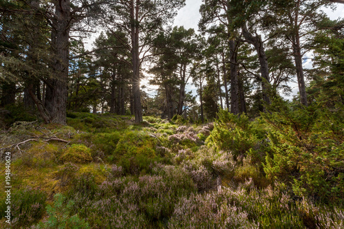 Fotografie, Obraz Ancient caledonian forest in Cairngorms National Park, Abernethy Forest, Scotlan