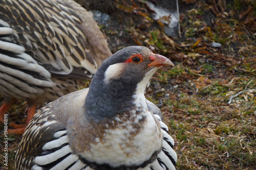 Fotografia, Obraz Snow cock at the Imja Tse, Island Peak, Base Camp, Everest Base Camp trek, Nepal