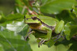 Europäischer Laubfrosch (Hyla arborea) - European tree frog