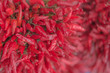 closeup of Dried red chili peppers bouquet