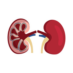 Canvas Print - human organs kidney anatomy medical icon vector illustration 