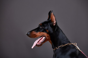 Wall Mural - Doberman on a dark background in studio