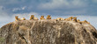 Lion family on a rock - granite kopje - in the Serengeti National Park in Tanzania