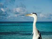 Grey Heron ( Ardea Cinerea) Overlooking The Shallow Blue Water Of The Maldives For Fish