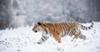Young Siberian tiger walking in snow fields