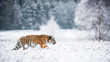 Young Siberian tiger silently walking in snow fields