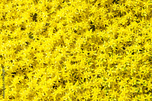 background of yellow flowers sedum
