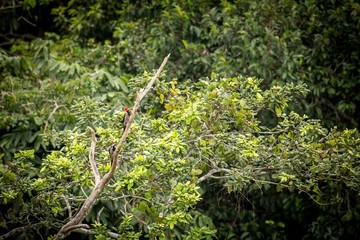 Two woodpeckers on tree