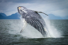 Breaching Humpback Whale, British Columbia