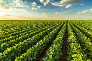 Wall Mural - Green ripening soybean field, agricultural landscape