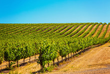 Californian Vineyard Landscape In Napa Valle
