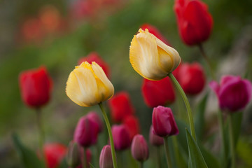 beautiful bright multicolored tulips on a flower bed