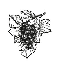 Canvas Print - ink sketch of grapes.