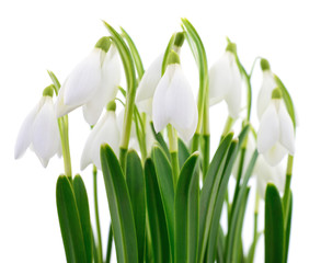 Poster - Snowdrops (Galanthus nivalis) on white background