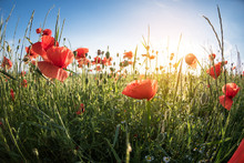 Flowering Poppies On The Field, Sunlight, Wide Angle