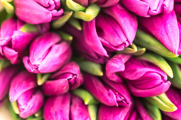 Nice natural bouquet from purple tulips as a romantic background. Selective focus. Pink tulips close up. Purple tulips spring flowers. Mothersday background.