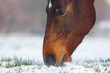 Pferd grast im Schnee
