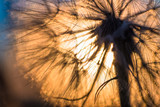 Fototapeta Dmuchawce - Dandelion closeup against sun and sky during the dawn