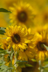 Poster - Sonnenblume (Helianthus annuus)