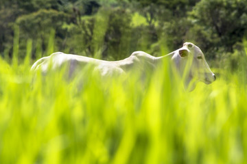 Wall Mural - Herd of Nelore cattle grazing in a pasture