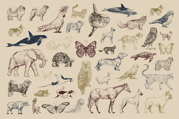 Illustration drawing style of animal collection