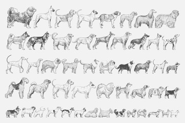 Wall Mural - Illustration drawing style of dog