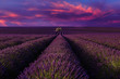 Lavender field with sunset