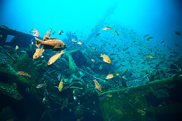  shipwreck, diving on a sunken ship, underwater landscape