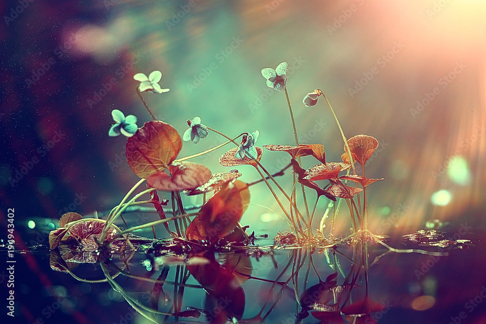 Photo Art Print Little Blue Flowers Nature Beautiful