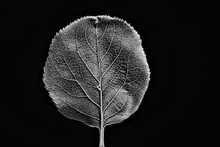 Leaf Texture Black And White / Design Black Leaf Skeleton, Macro Nature Texture, Wallpaper Black And White